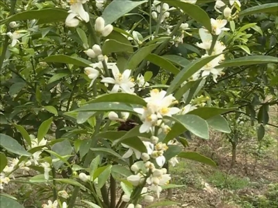 清明时节赏花何处去？丰顺黄金百亩柑橘花开等着你