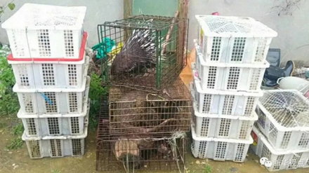 野生动物黑色利益链：转手价格飙升十余倍 利润堪比贩毒