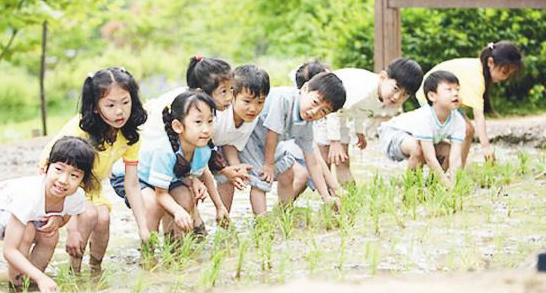 青春笛丨有趣的插秧体验
