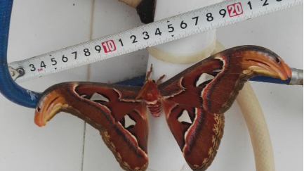 丰顺大龙华现巨型蝴蝶！比成年人手掌还大，翅膀头部似蛇头