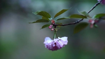 小记者马晓琳作品丨春之韵