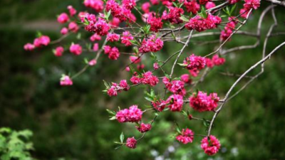 我看旅游丨赏花勿任性