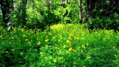 小记者邱韵宁作品丨生机勃勃的季节
