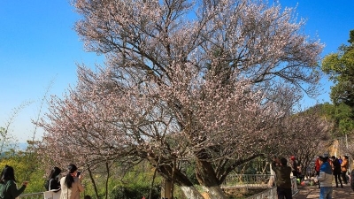 实至名归！“潮塘古梅”获评“中国最美古树”