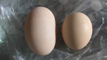 奇！梅城三角镇农户家养的这只鸡产的鸡蛋有100克重