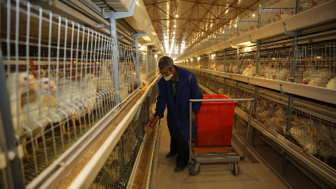 丰顺县小椹村脱贫率已达70%！多亏了量身定做“造血式”扶贫