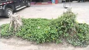 小心！兴宁官汕四路两旁“拦路虎”出没