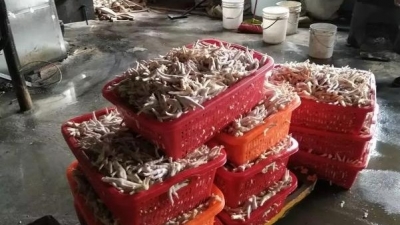 广东查获4000斤毒鸡脚 工业双氧水泡凤爪