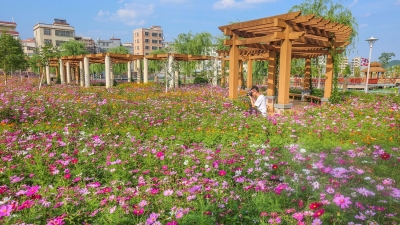 浪漫的画卷！平远城北湿地公园格桑花盛放