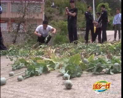 这种植物种1株就违法，还敢以身试法吗？