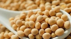 美大豆如被加税会怎样？有替代产品对中国影响有限