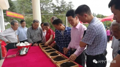 兴宁径南第三届茶文化旅游节火热开启
