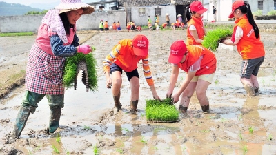 小记者丨汗滴禾下土