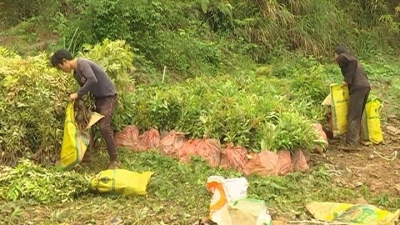 推动生态富民强县！蕉岭加快植树造林步伐