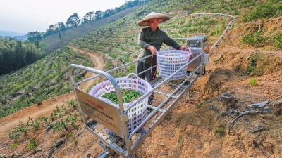 遥控器一按，茶叶从山顶输送下来...梅县培育新型农机服务让农民干活更轻松