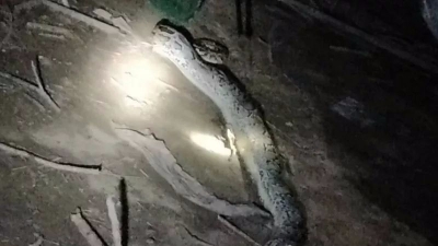 丰顺一条40多斤大蟒蛇溜进养鸡场吃鸡  被生擒