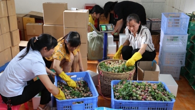 五华推进电商进农村综合示范工作 拓宽销路助农增收