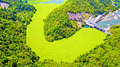 水浮莲泛滥！丰顺黄金镇望楼村村民生产生活受影响