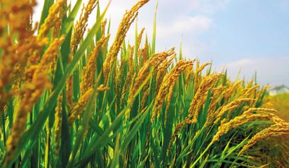 梅江区力争今年完成1.56万亩粮食生产功能区建设任务