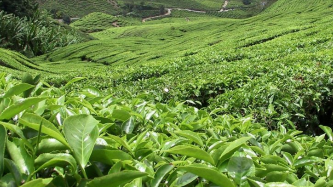 我市3茶园6茶企入选广东十大最美茶园、十大好春茶评