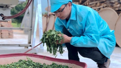 梅州新农人丨梅江区苏记祥茶业行苏勇平：新旧理念碰撞中破茧化蝶