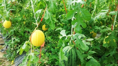 吃瓜群众有福啦！梅县横坊村“精品西瓜”今起开摘