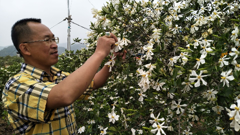 梅州新农人丨蔡宇文：千亩栀子花飘香背龙山