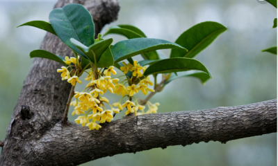 定了！梅州市市树：桂花树