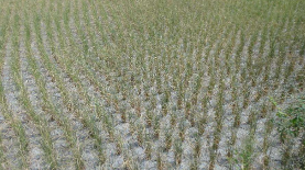 梅县区组织农技人员指导镇村抗旱工作