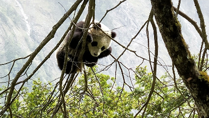 好消息！四川发现新的大熊猫栖息地(现场视频)