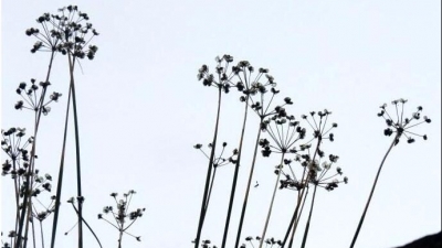 小记者曾芯悦作品丨有诗，真好