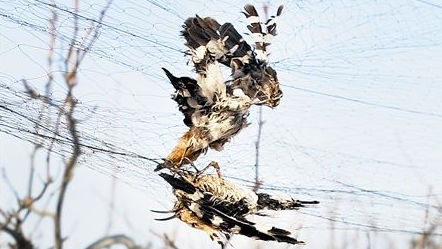 男子挂网捕鸟犯非法狩猎罪，被梅县区法院判刑