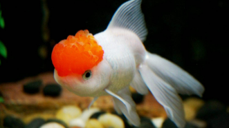 小记者谢梓航作品丨好伙伴小金鱼