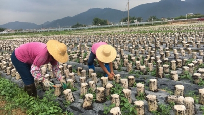 深度报道：梅州富硒资源怎样变成“硒”望产业？