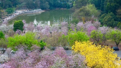 社工组织在梅城剑英公园开展康复治疗患者游园