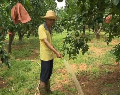 梅县区：广大农户积极“抗旱”保农作物生长