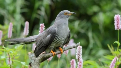 诗歌港丨余生，我愿为你变成一只鸟