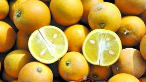 刘妍｜赏梅前，品萝岗甜橙