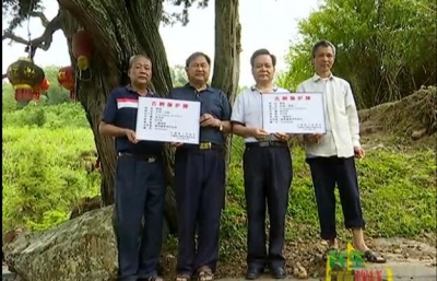 大埔两棵800多年古树被列为一级保护