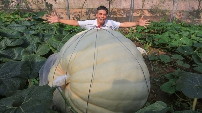 开挂了吧！梅州惊现800斤“超级南瓜”，据说还在长大...