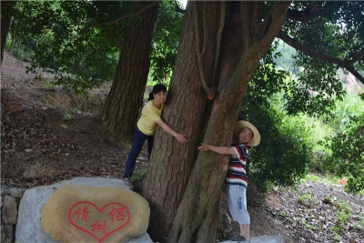 平远自然村惊现古树奇观 合围超过3.6米需三人才能合抱