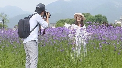 赏花赏景赏风光 游客慕名到蕉岭度“五一”