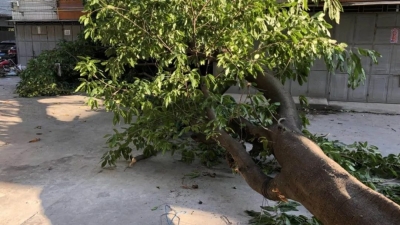 吓人！五华一小区内大树倒下砸坏两辆车