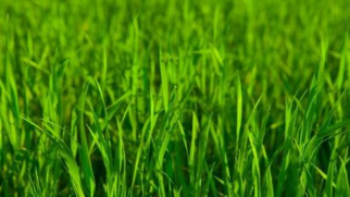 童心妙笔丨草儿的愿望