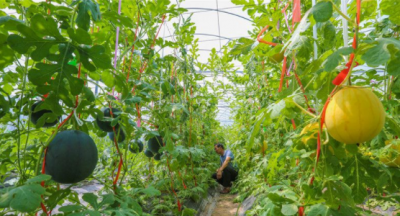 梅县区松源镇横坊村：特色发展迈开乡村振兴新步伐