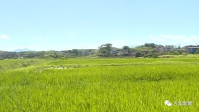 为种植户撑起一把“保护伞”！五华水稻保险参保本月底截止