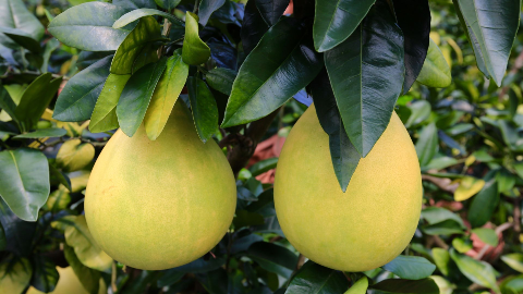 大埔6家企业果园获广东出境水果注册登记资格