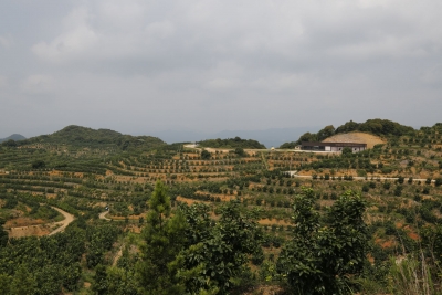 大埔全力推进特色农业发展助推乡村振兴  “农业+”促产业融合发展