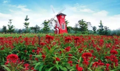 小记者李淑慧作品丨误入桃源 恰逢花开