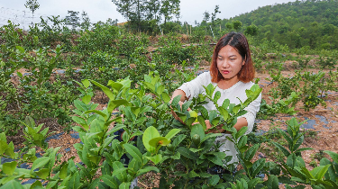离开北京写字楼  返乡做农人 她到底经历了什么？
